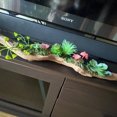 流木の多肉植物の画像