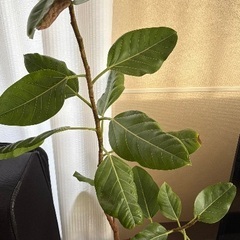 観葉植物 (カジュマル)の画像