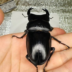 能勢YG オオクワガタ ♂87-84mm の画像