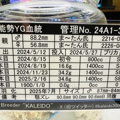 能勢YG オオクワガタ ♂87-84mm の画像