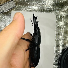 能勢YG オオクワガタ ♂87-84mm の画像