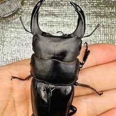 能勢YG オオクワガタ ♂87-84mm の画像