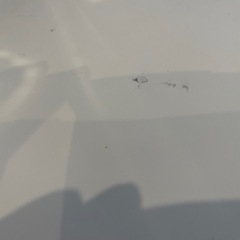リボンデスクの画像