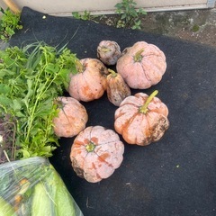 無農薬野菜かぼちゃ🎃🎃🎃の画像