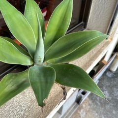 アテナータの画像