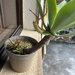 アテナータの画像