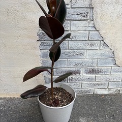 ゴムの木の画像