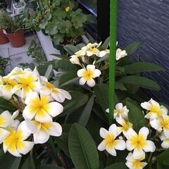 プルメリア（大）　鉢植え　１６０㎝　予約済みの画像
