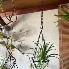 フェイクグリーンの吊り飾りの画像