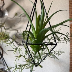 フェイクグリーンの吊り飾りの画像