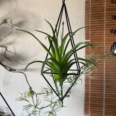 フェイクグリーンの吊り飾りの画像