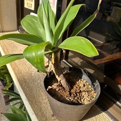 アテナータの画像
