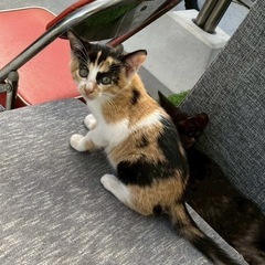 三毛猫、里親募集