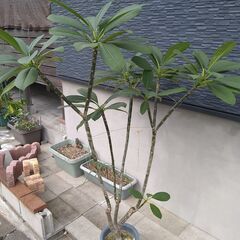 プルメリア（大）　鉢植え　１６０㎝　予約済みの画像