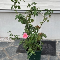 バラ苗　大苗　植物　ガーデニングの画像
