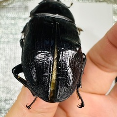 能勢YG オオクワガタ ♀56.0mm
の画像