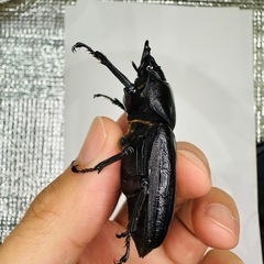 能勢YG オオクワガタ ♀56.0mm
の画像