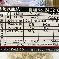 能勢YG オオクワガタ ♀56.0mm
の画像