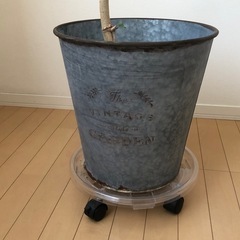 ウンベラータ 観葉植物の画像