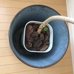 ウンベラータ 観葉植物の画像