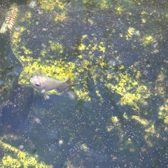 ベタ　稚魚の画像