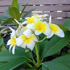 鉢植えプルメリア１４０㎝の画像