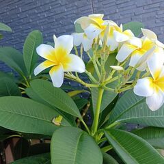 鉢植えプルメリア１４０㎝の画像