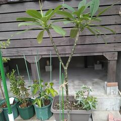 鉢植えプルメリア１４０㎝の画像