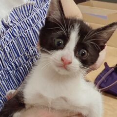 ☆とても可愛い～ハチワレ猫の女の子をもらってください☆