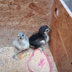 ブラマの雛です。