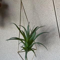 吊り飾り　フェイクグリーンの画像