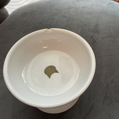 猫壱　ご飯皿　※欠けていますの画像