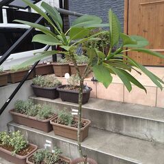 プルメリア鉢植え１３０㎝三又鉢植えの画像