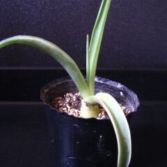 観葉植物　多肉植物　アガベ　ベネズエラ　の画像