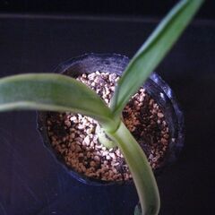 観葉植物　多肉植物　アガベ　ベネズエラ　の画像