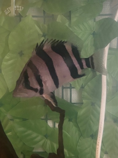 ダトニオプラスワン　リアルバンド