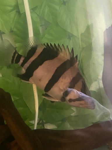 ダトニオプラスワン　リアルバンド