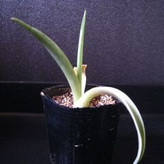 観葉植物　多肉植物　アガベ　ベネズエラ‗Bの画像