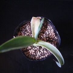 観葉植物　多肉植物　アガベ　ベネズエラ‗Bの画像