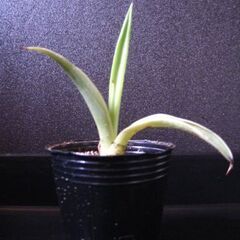 観葉植物　多肉植物　アガベ　ベネズエラ‗Cの画像