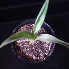 観葉植物　多肉植物　アガベ　ベネズエラ‗Cの画像