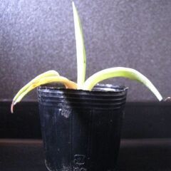 観葉植物　多肉植物　アガベ　ベネズエラ‗Dの画像
