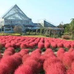 【残り３名】１０月１８日（土）清水公園花ファンタジア（コキア・バ...