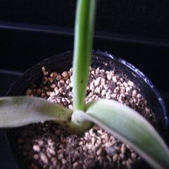 観葉植物　多肉植物　アガベ　ベネズエラ‗Dの画像
