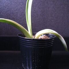 観葉植物　多肉植物　アガベ　ベネズエラ‗Eの画像