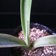 観葉植物　多肉植物　アガベ　ベネズエラ‗Eの画像