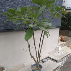 プルメリア（大）　鉢植え　１６０㎝　予約済みの画像