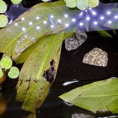 幹之メダカ 強光 鉄仮面 プラチナ ブルー 小川ブラック オロチの画像