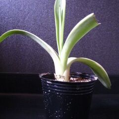観葉植物　多肉植物　アガベ　ベネズエラ‗Fの画像