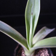 観葉植物　多肉植物　アガベ　ベネズエラ‗Fの画像